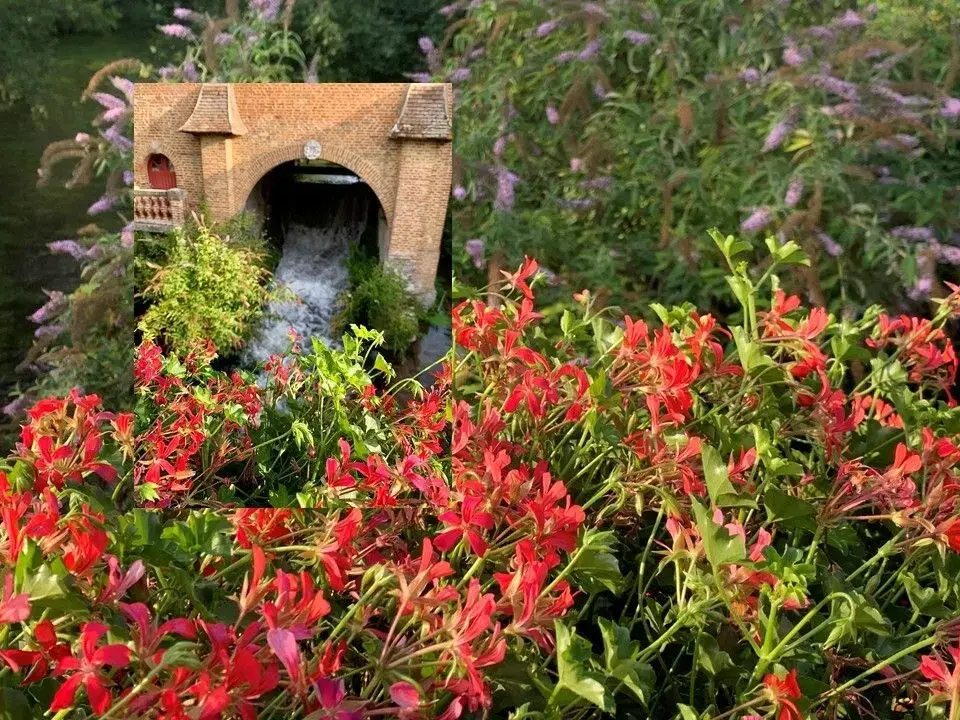 Les géraniums rouges et le bief du moulin de Saint-Paër, sur la Lévrière