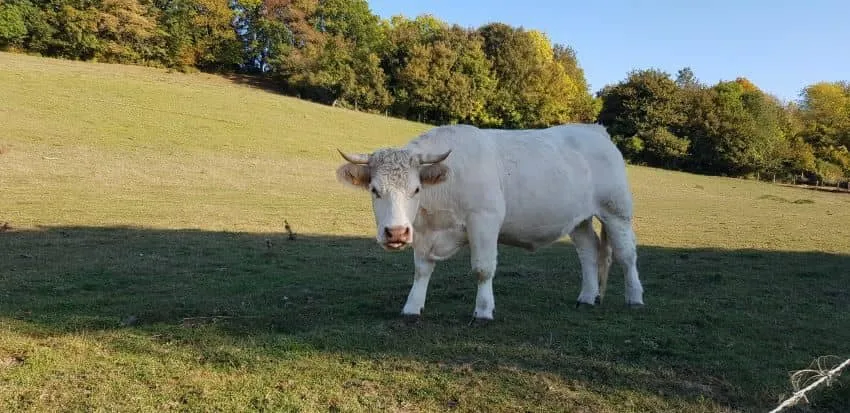 Pré vallonné du Vexin normand