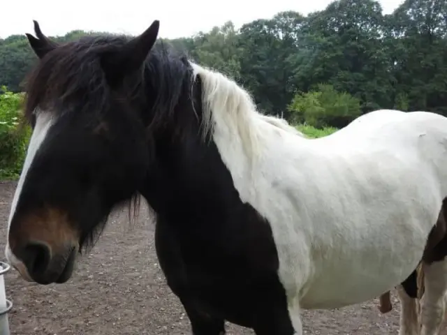 Cheval pie dans un pré