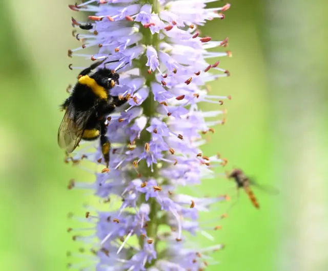 Bourdon butinant une fleur mauve