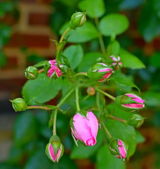 Boutons de roses devant un mur de brique