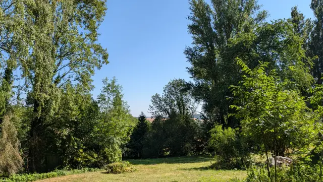 Clairière et prairie bordées de grands arbres
