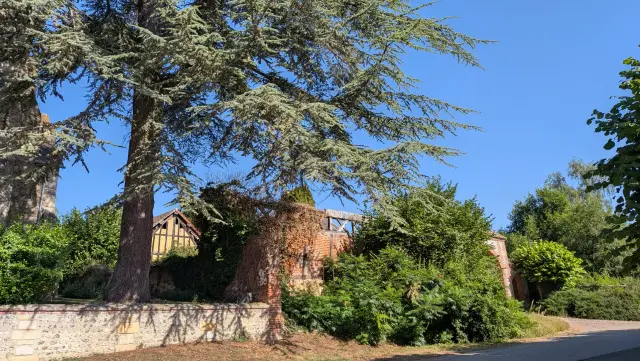 Grand cèdre devant une maison normande à colombages
