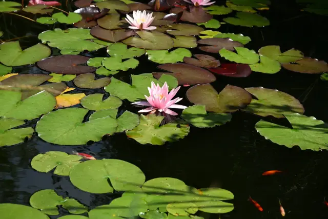Nénuphars roses et poissons rouges sur un bassin