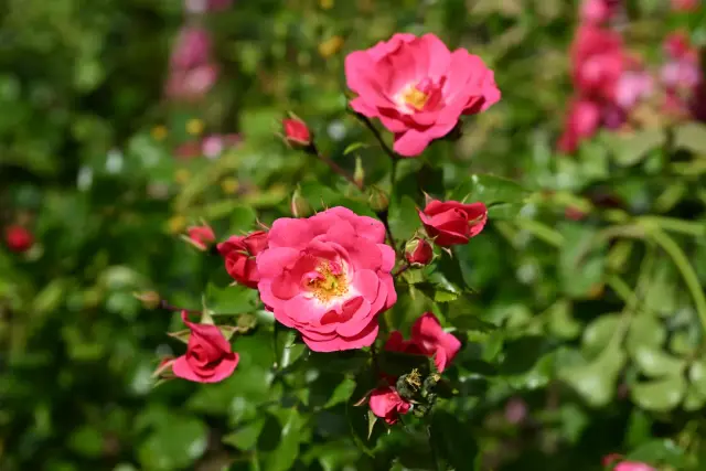 Rosier en fleurs aux roses rose vif